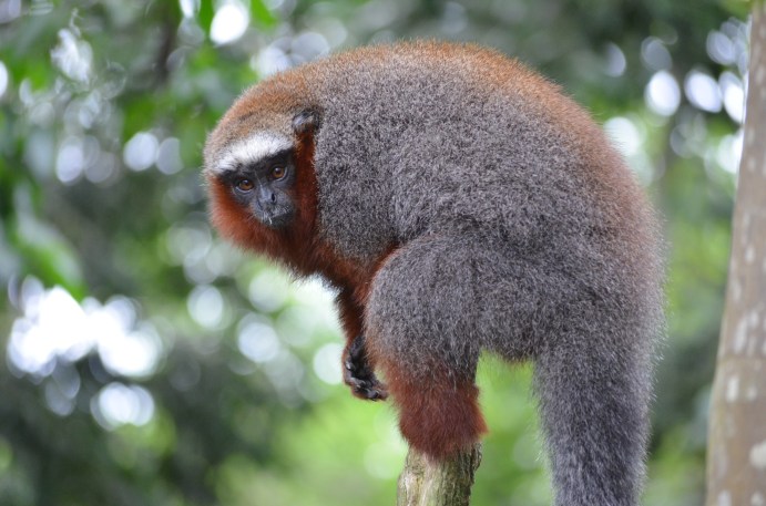 This titi monkey posed for me--on Monkey Island, near Iquitos, where orphaned monkeys are rescued and rehabilitated.
